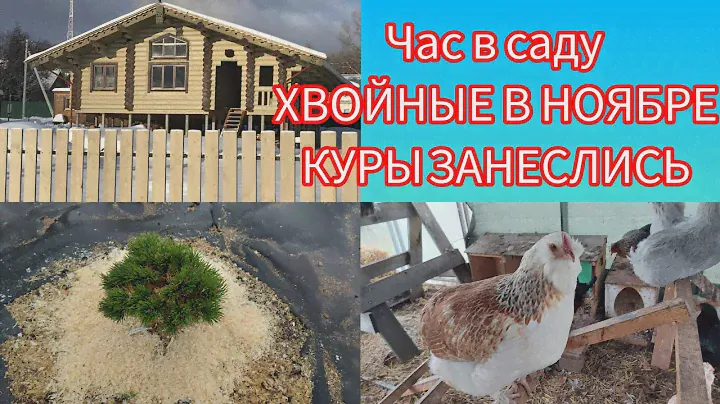 ЧАС В САДУ | ОБЗОР И ПОСАДКА НОВЫХ ХВОЙНЫХ В НОЯБРЕ | ПОМОГЛА КУРАМ ЗАНЕСТИСЬ